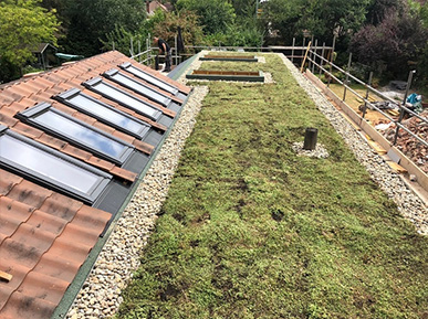 Norwich Green Roof