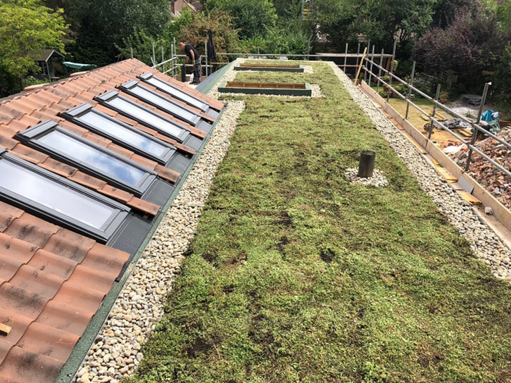 Sedum Blanket for Domestic Property Extension