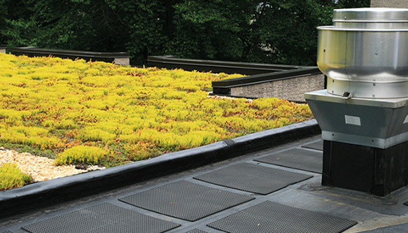 Green Roofing